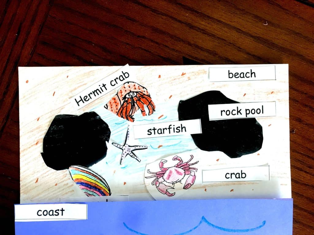 Interactive tides activity shown using blue construction paper and white paper with a hermit crab, starfish, rock pool, crab, and the ocean glued to it.  