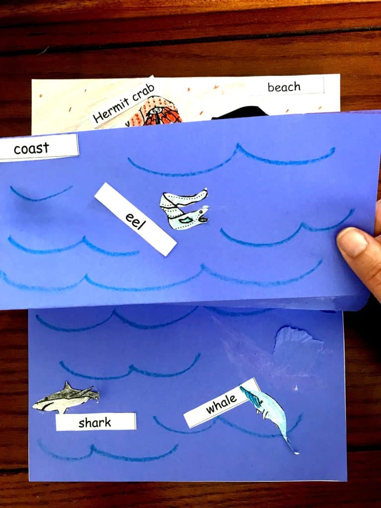 Interactive tides activity shown using blue construction paper with a shark and a whale glued to it. 