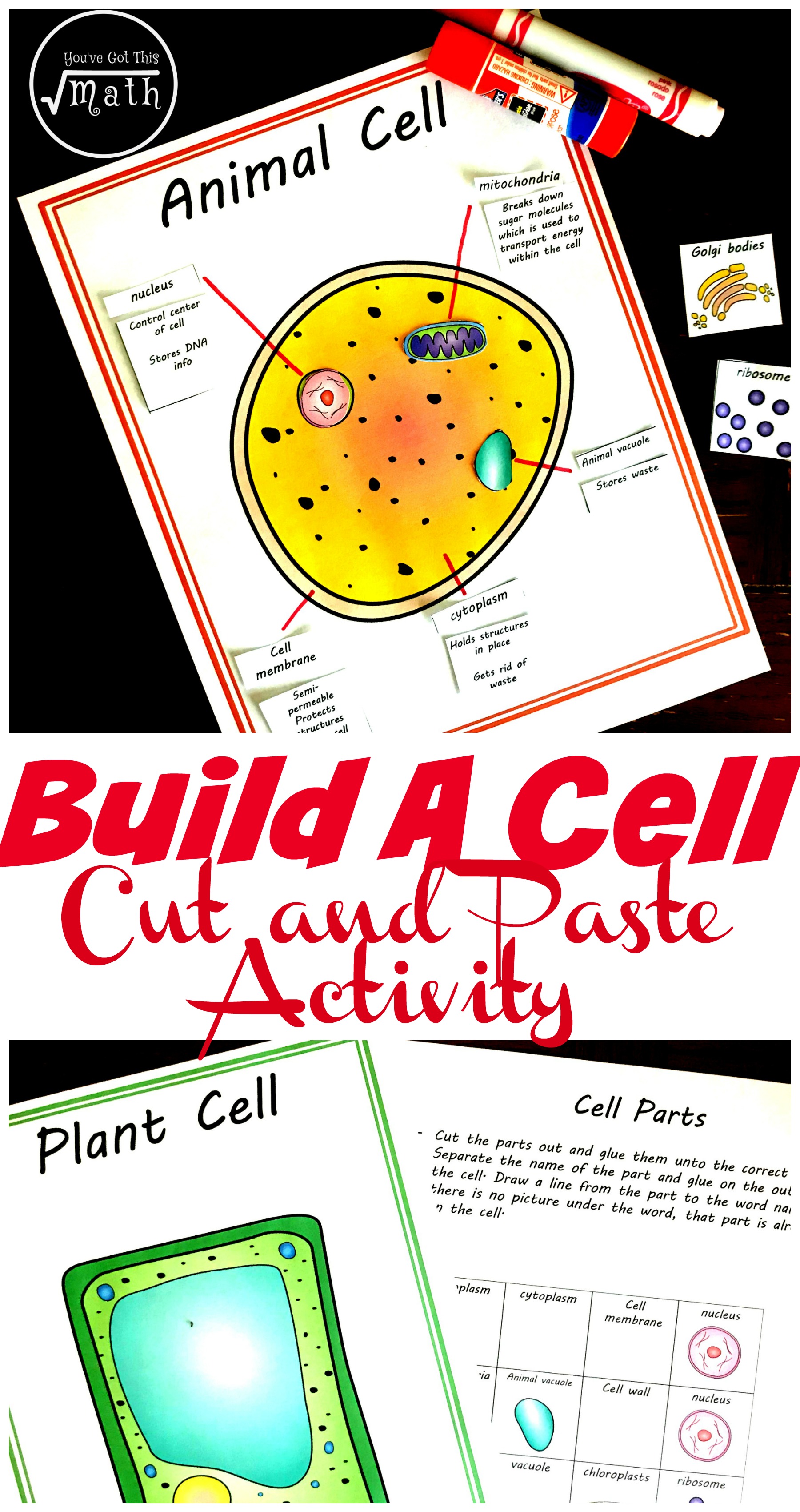 plant and animal cell coloring