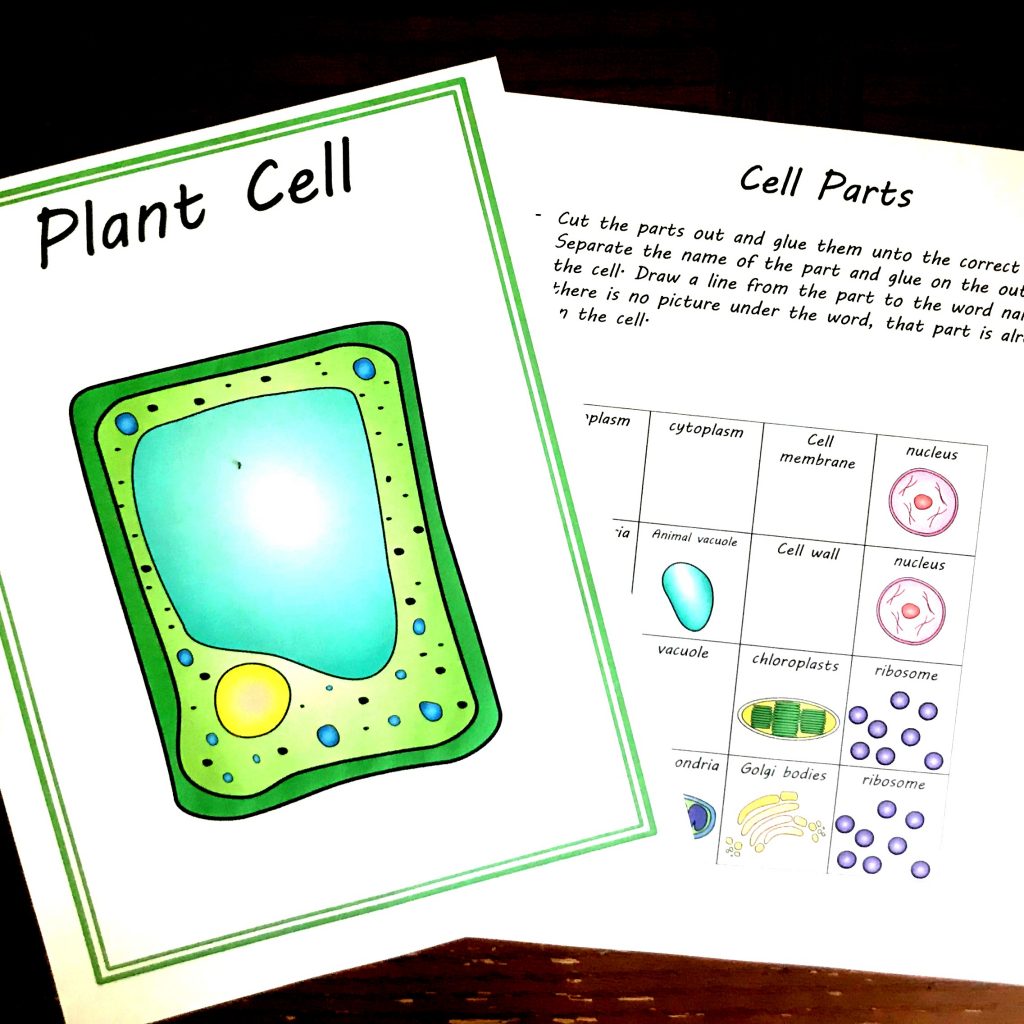 animal cell for kids project