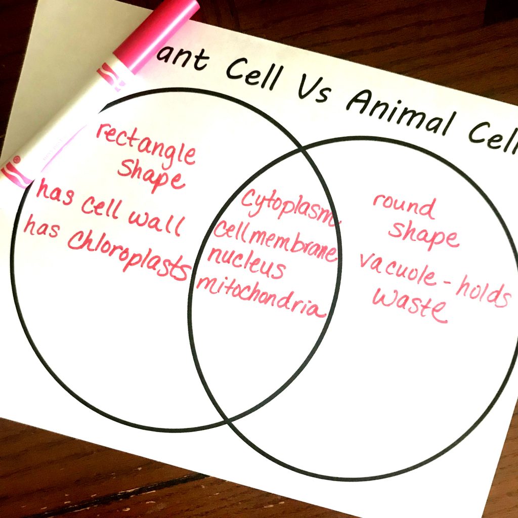 Free Build Your Own Animal and Plant Cell Worksheet