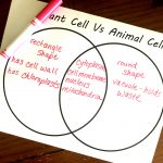 Free Cut and Paste Animal and Plant Cell Worksheet (Comparing Cells)