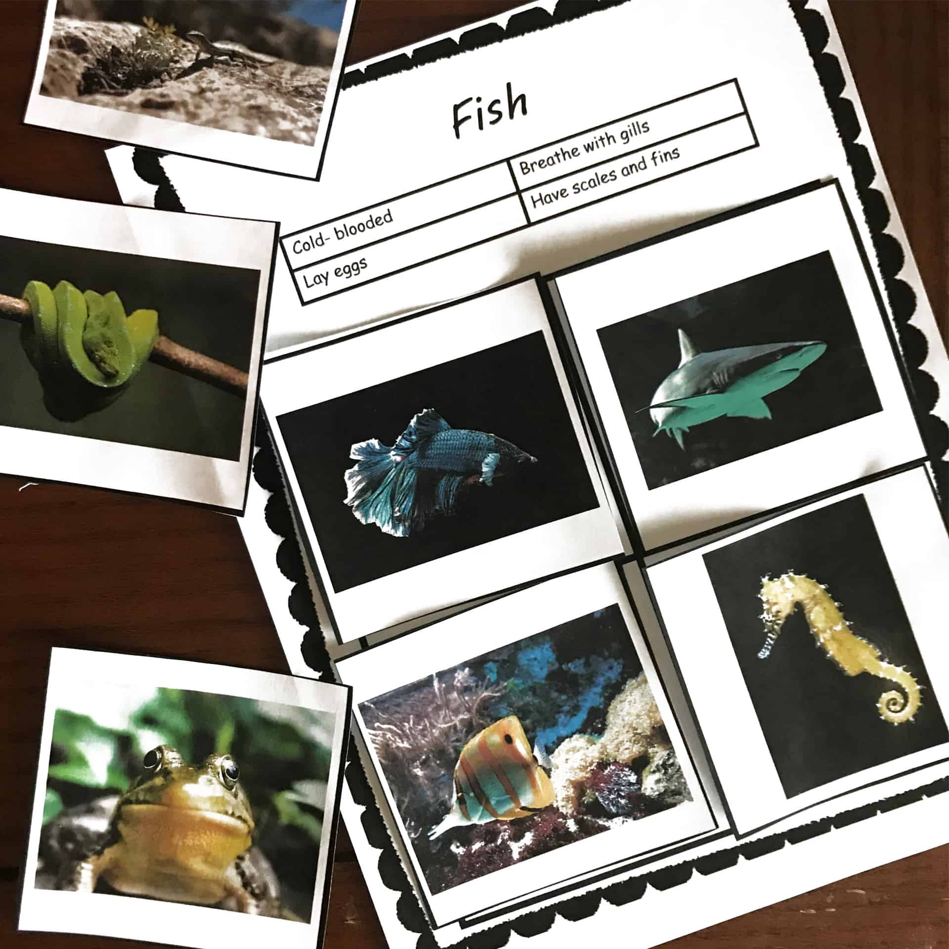 FREE Easy and Engaging Vertebrate Activity (Animal Sort)