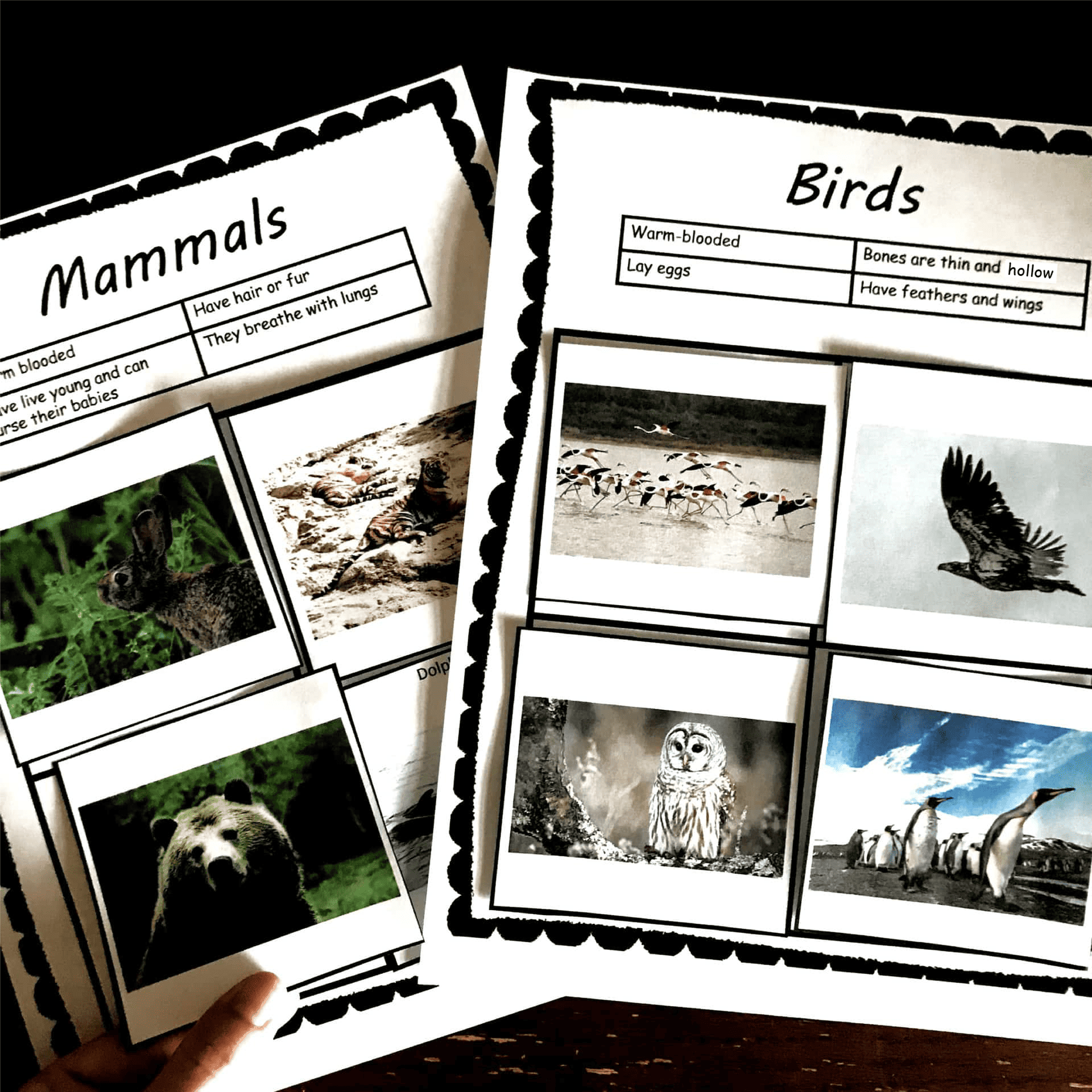mammals-and-birds-vertebrate-sort