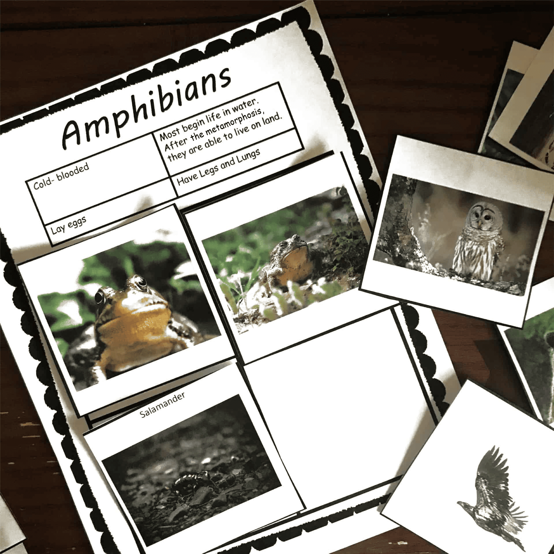 vertebrate-activity-amphibians