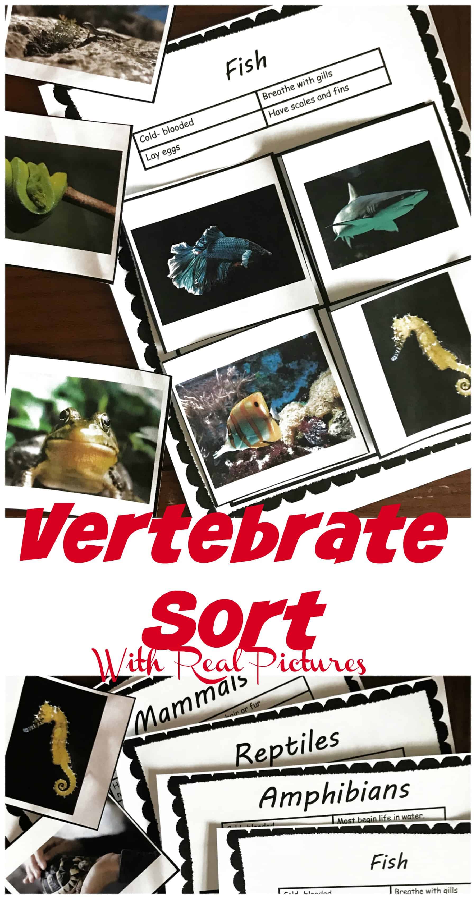 This free vertebrate activity has real-life photos of 20 animals for children to sort into five categories. The children will read the information provided for each major group, and then the children must determine if the picture is a bird, amphibian, reptile, mammal or fish.