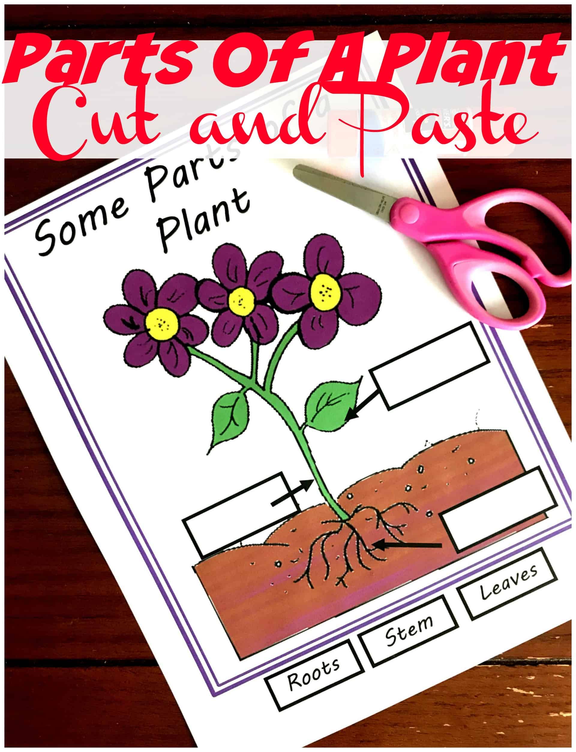 Grab these parts of a plant worksheet to practice where roots, stems, and leaves are on a plant. There are clip art pictures and real pictures to label. They are perfect for Science Cycle 1 Week 9.