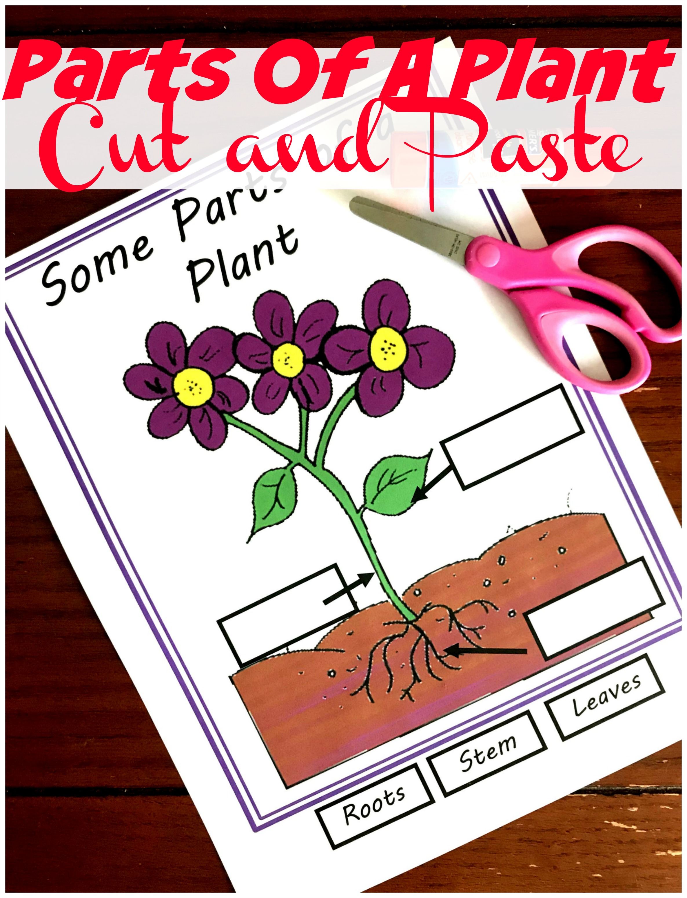 parts of a plant for kids cut and paste