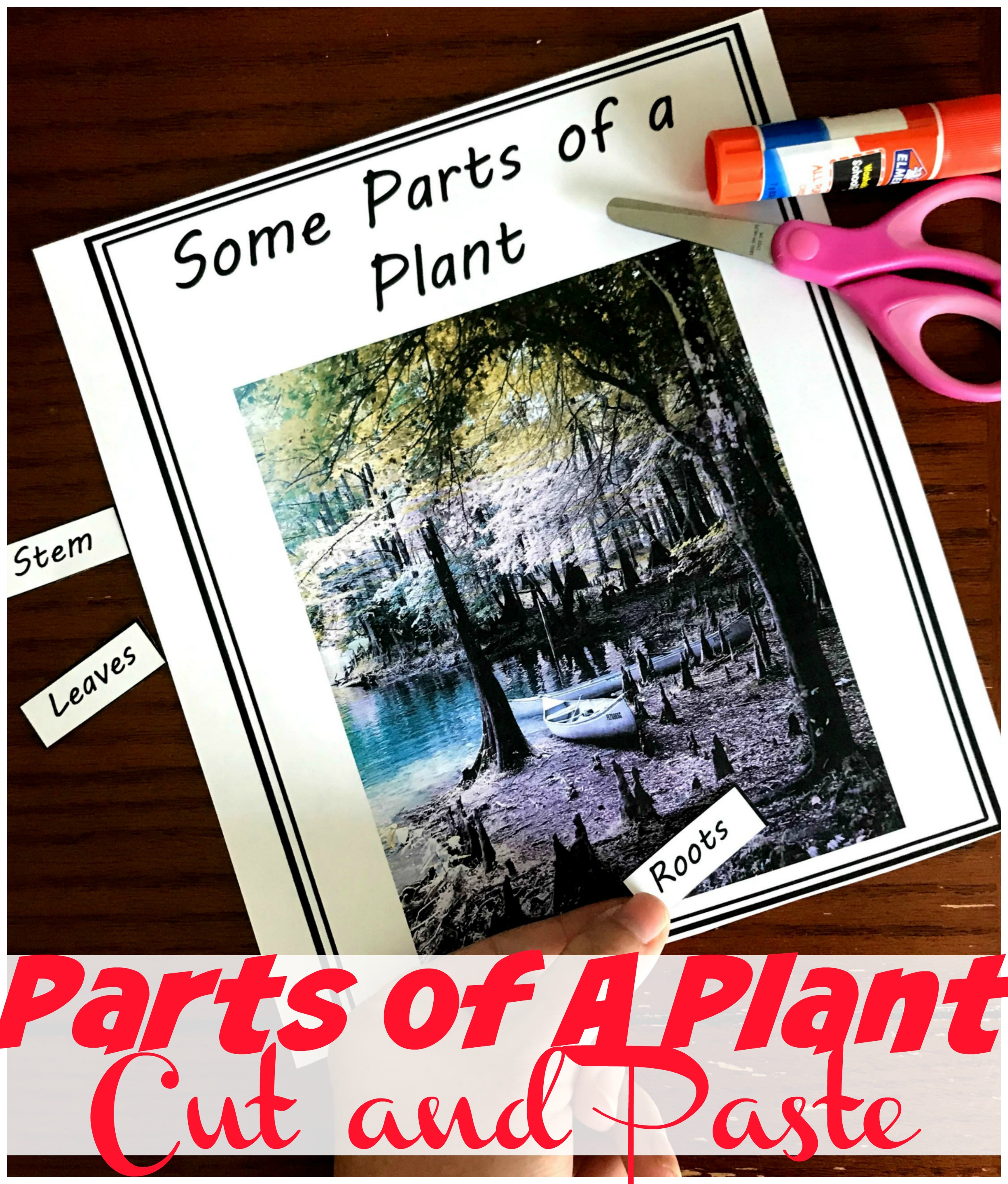 Five FREE Irresistible Parts Of a Plant Worksheet