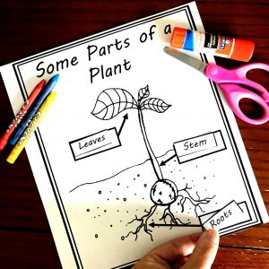 Free Coloring and Cut and Paste Activity for Parts of a Flowering Plant