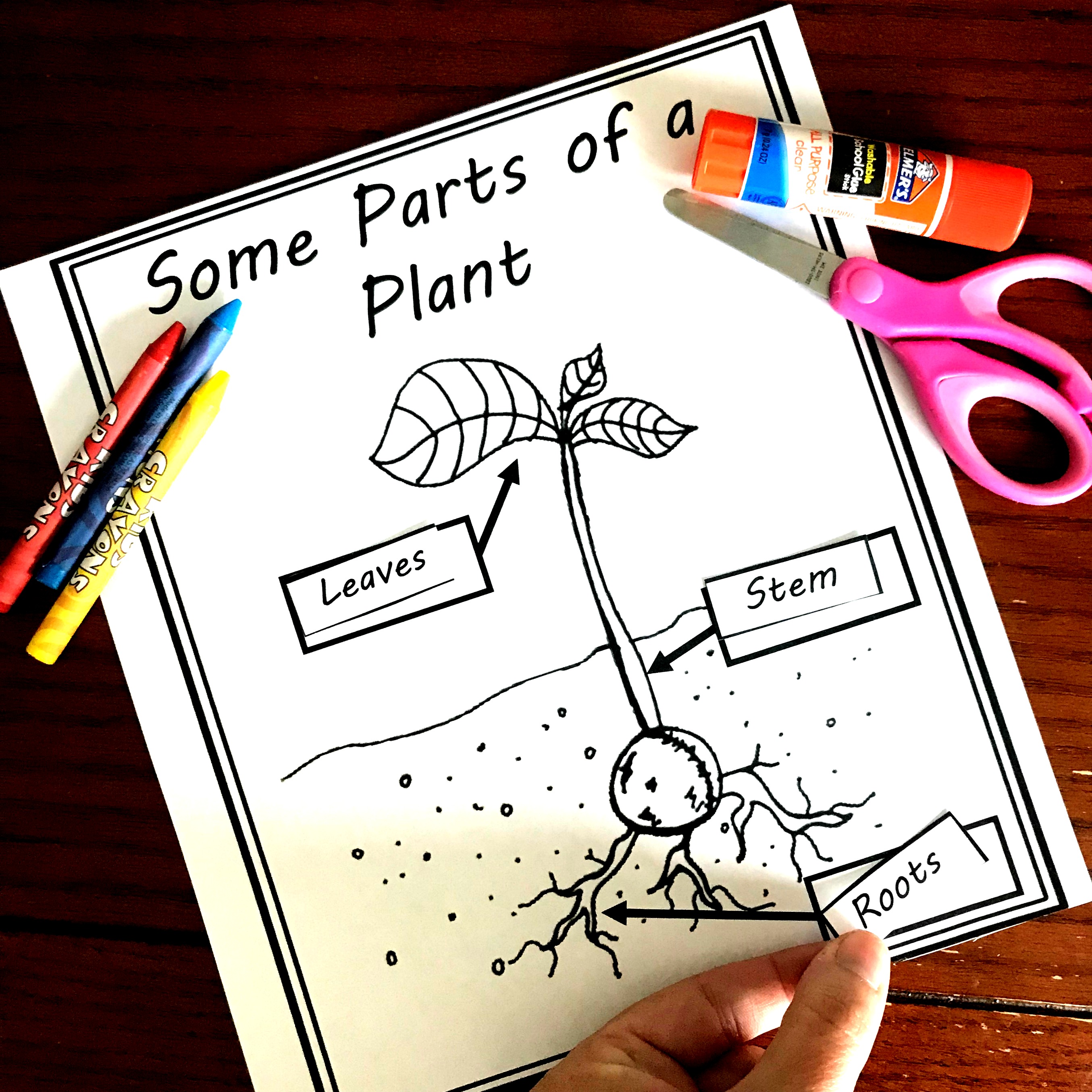 parts-of-a-plant-worksheet-cut-and-paste-worksheets-for-kindergarten