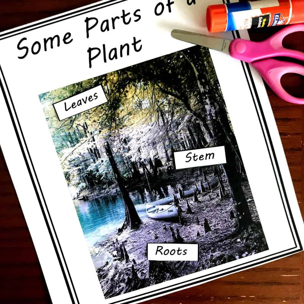 Five FREE Irresistible Parts Of a Plant Worksheet