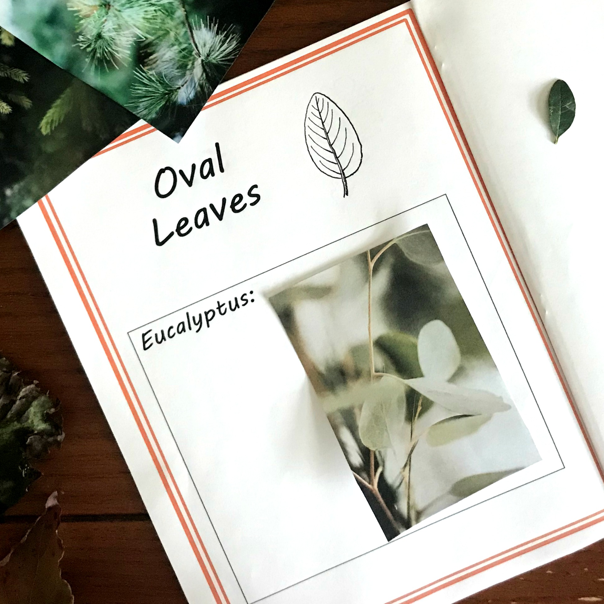 Free Activities For Learning About Types of Plant Leaves