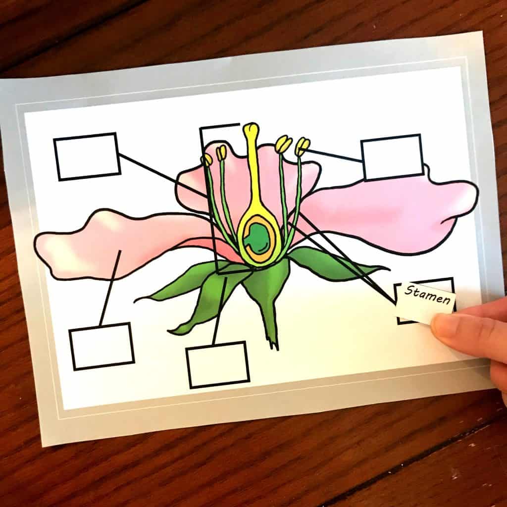 Free Coloring and Cut and Paste Activity for Parts of a Flowering Plant