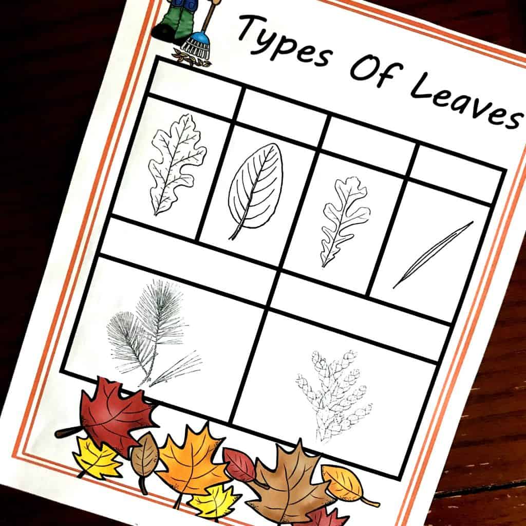 Free Activities For Learning About Types of Plant Leaves