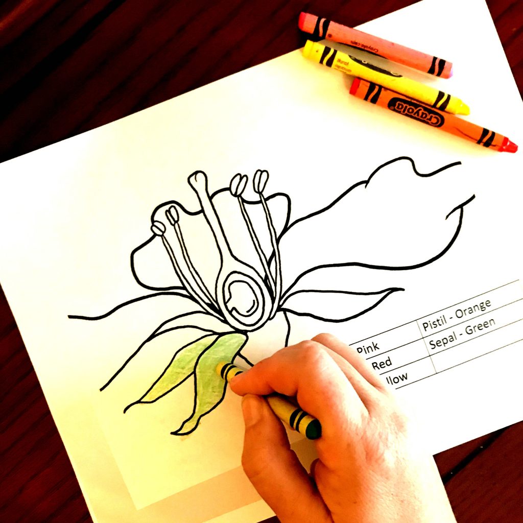 Free Coloring and Cut and Paste Activity for Parts of a Flowering Plant