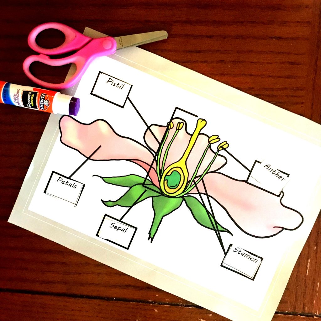 free-coloring-and-cut-and-paste-activity-for-parts-of-a-flowering-plant