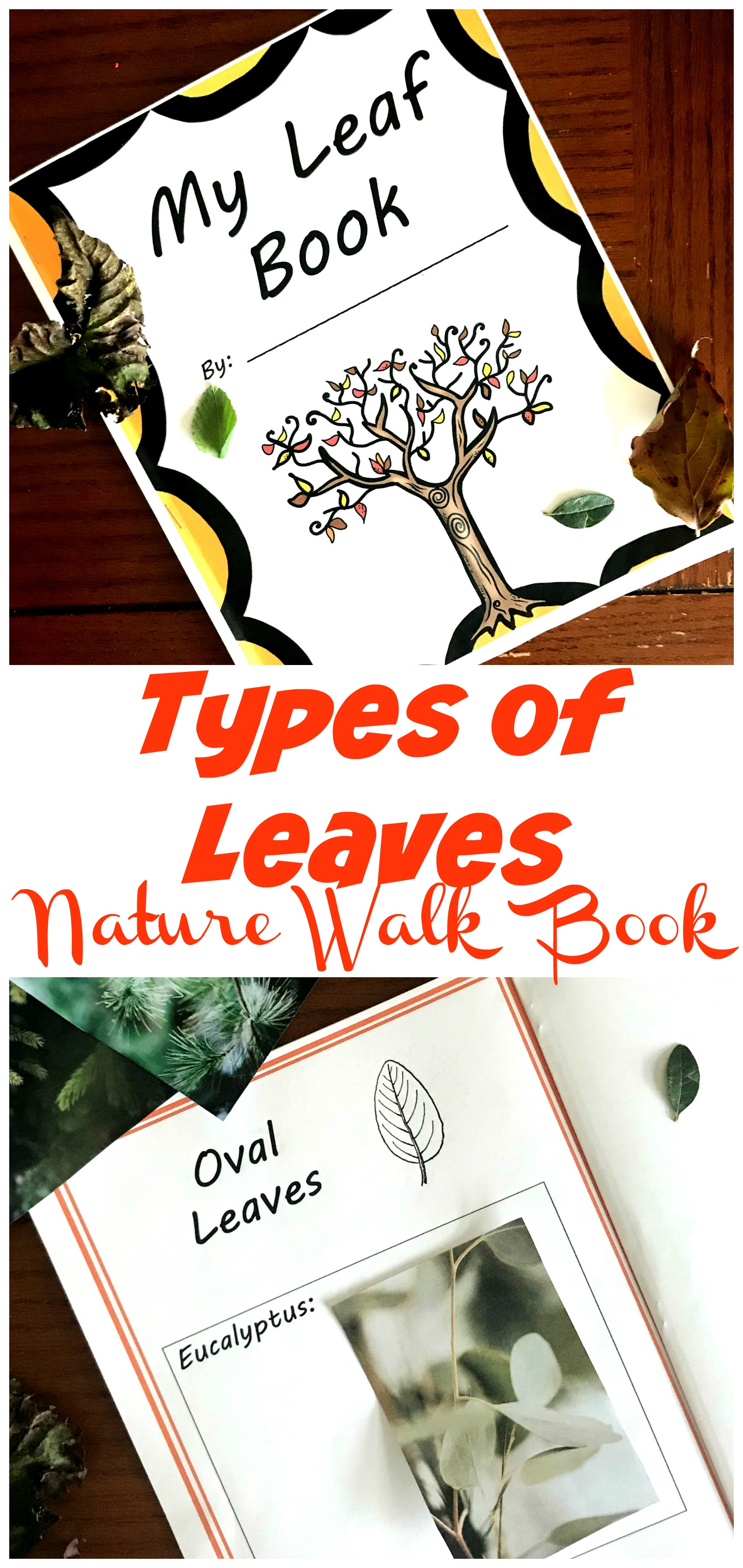 Free Activities For Learning About Types of Plant Leaves