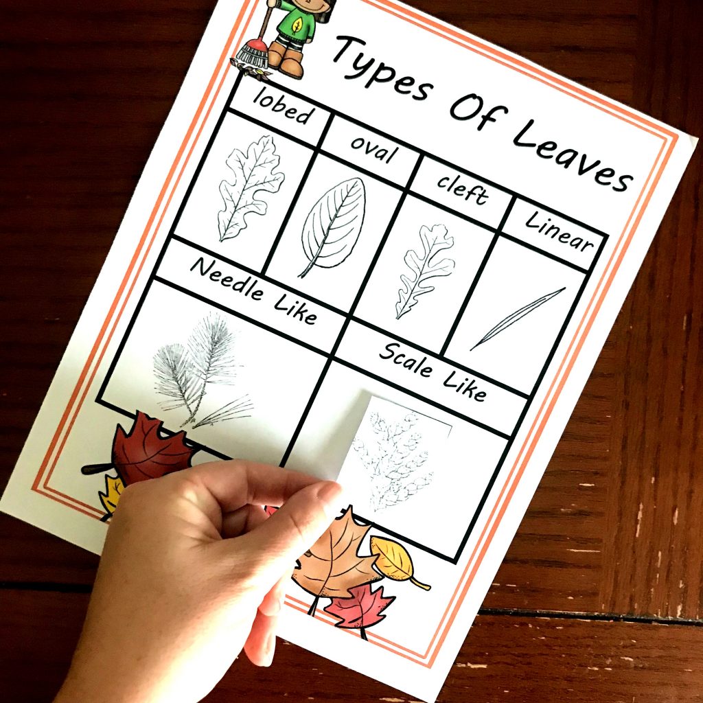 Free Activities For Learning About Types of Plant Leaves