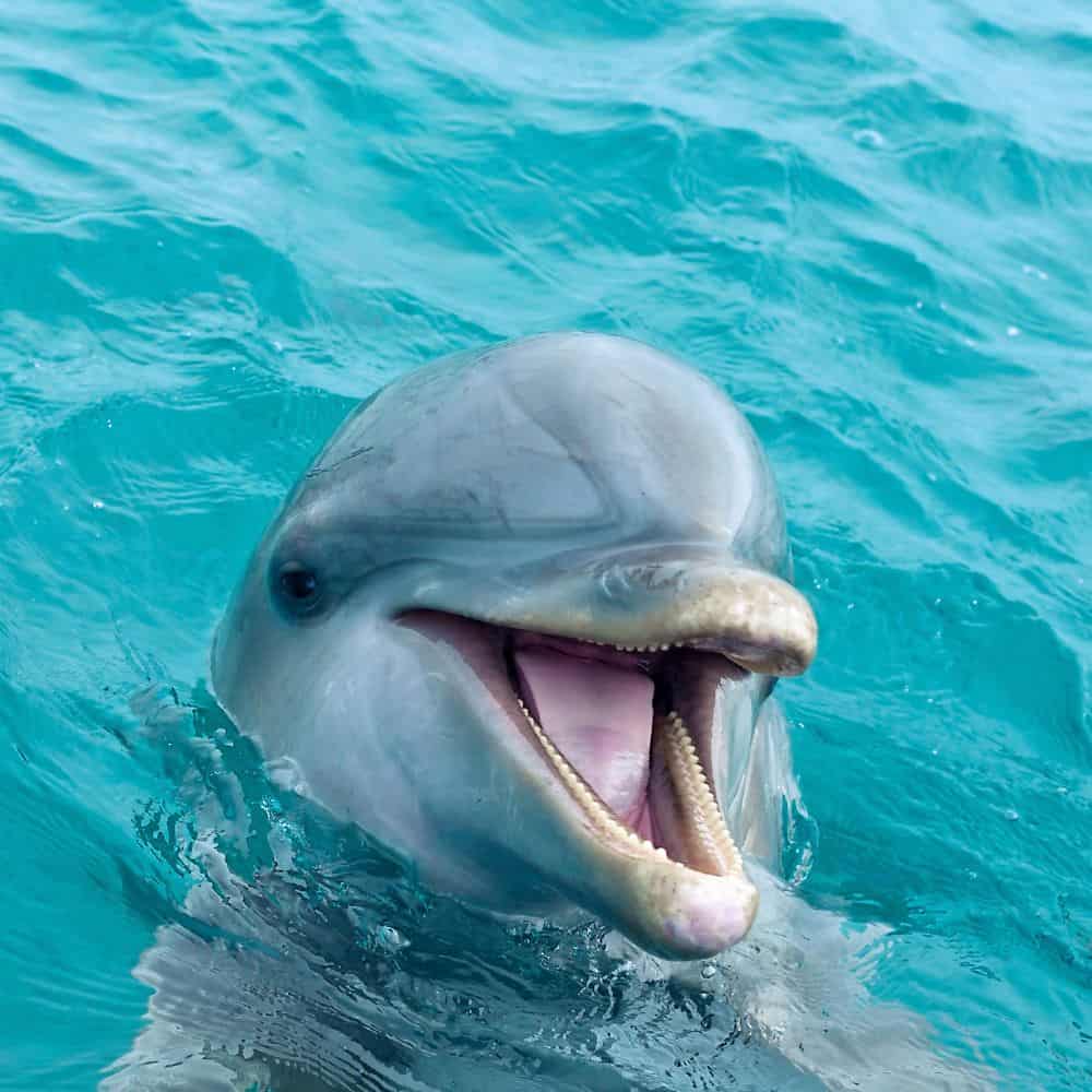 smiling dolphin