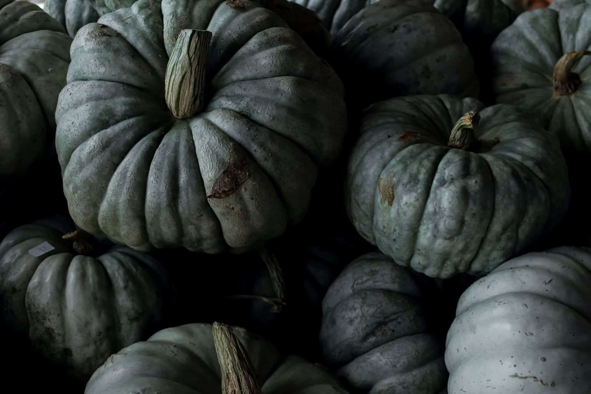 blue hubbard squash