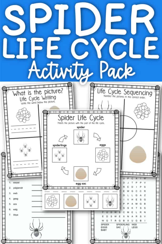 Spider Life Cycle activity pack
