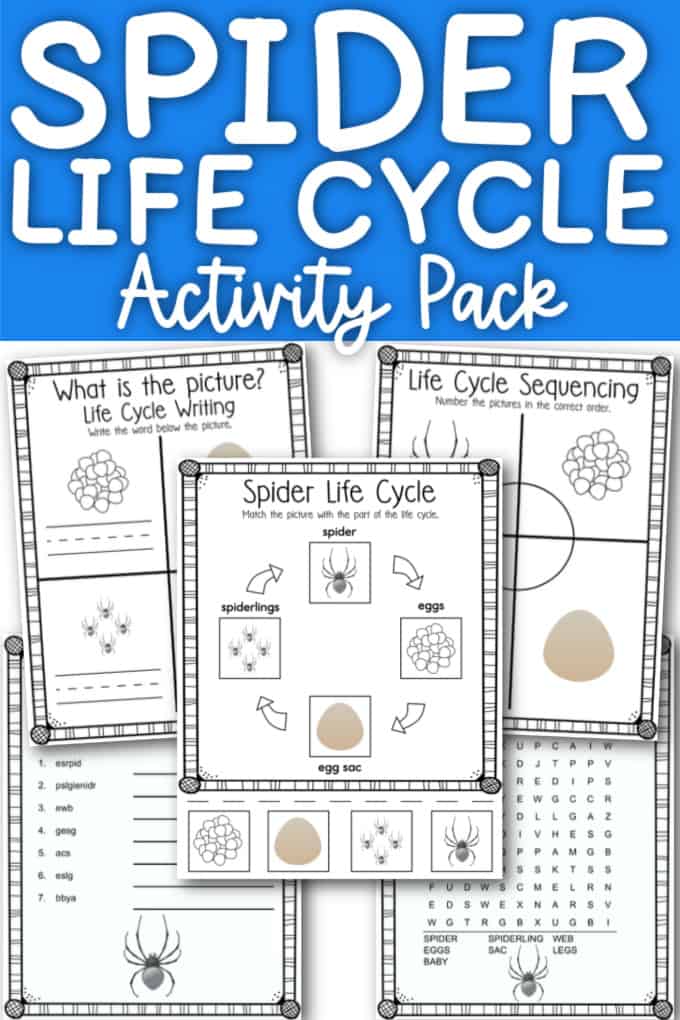 spider life cycle worksheet