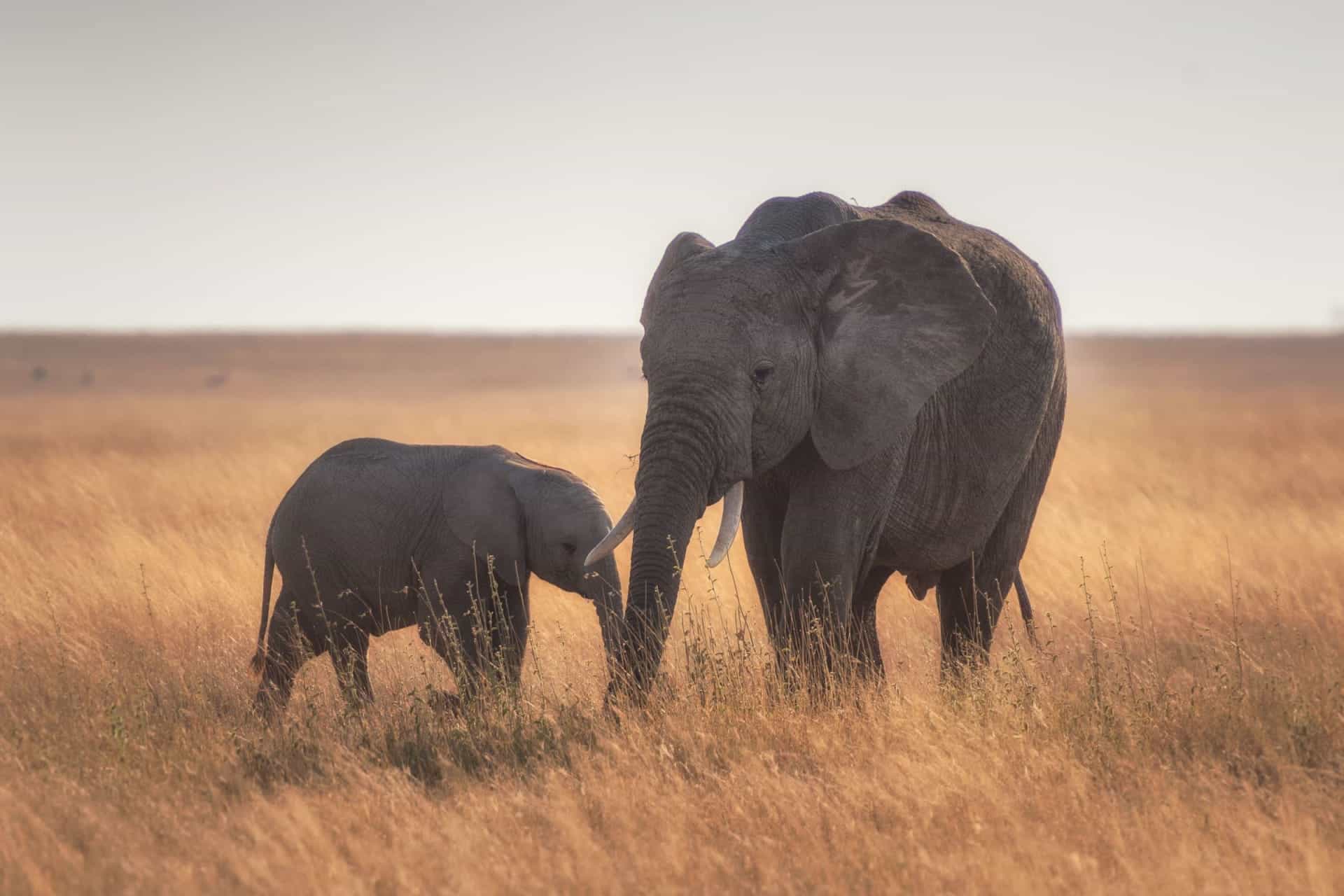 A baby elephant wanders under the guidance of its parent.