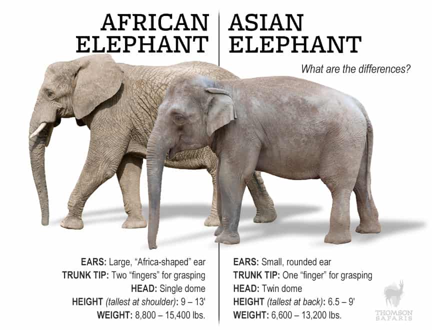 There are differences between African elephants and Asian elephants.