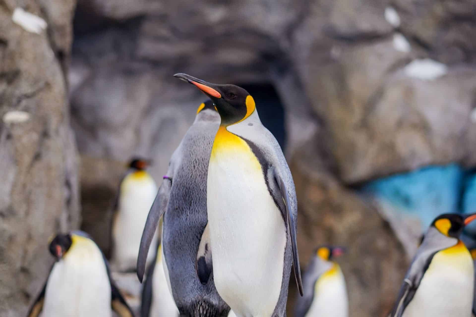 There are many different species of penguins.