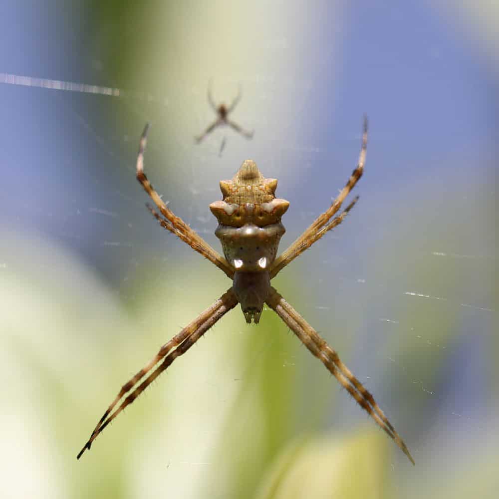 A spider and a baby spider.