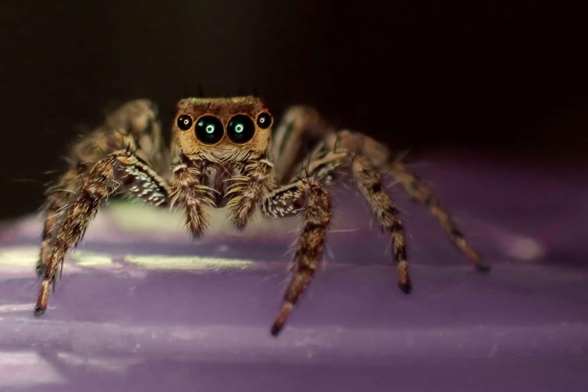 If you can tolerate looking at them, spiders are fascinating!