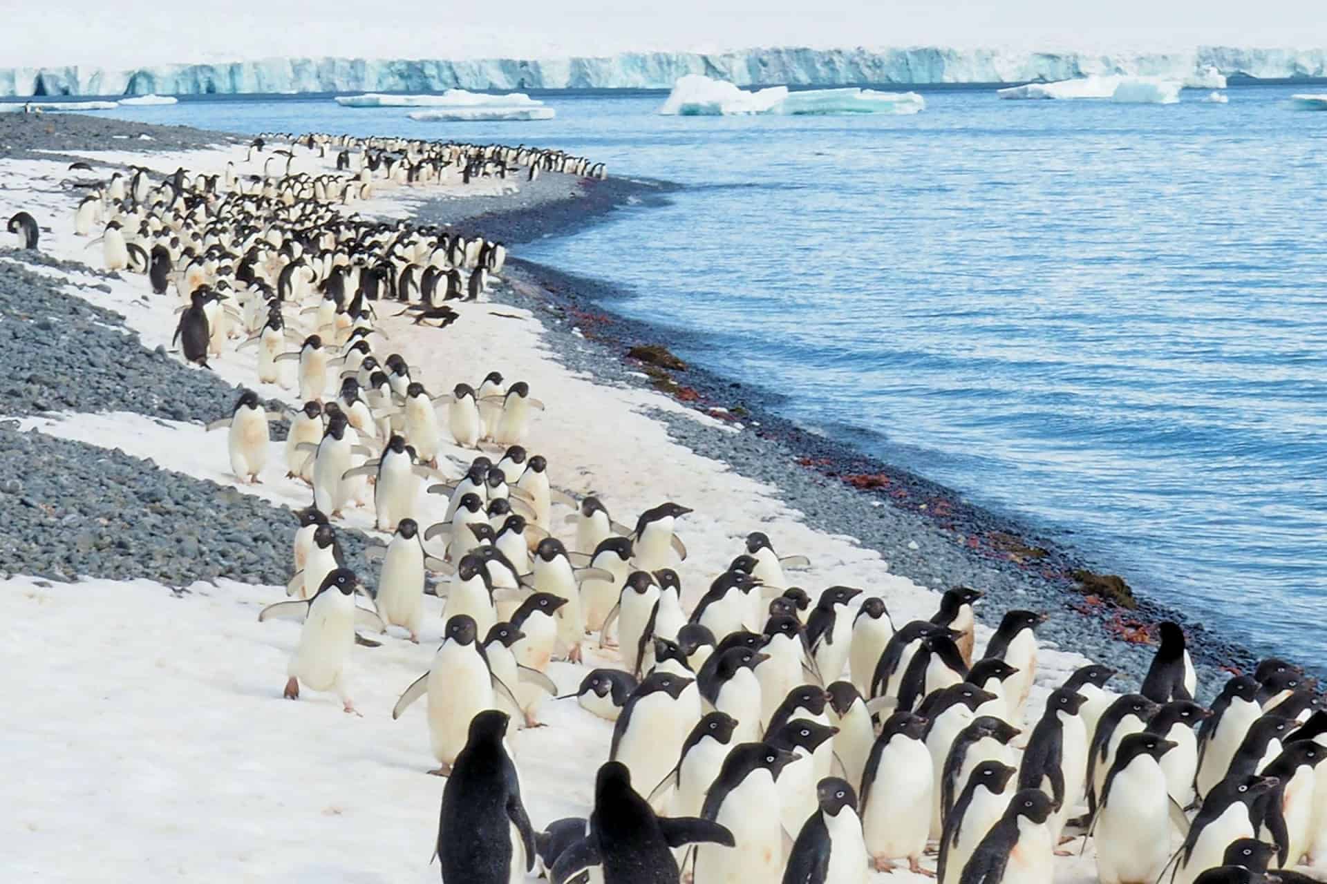 A large group of penguins is called a raft if they are in water, but a waddle if they are on land.